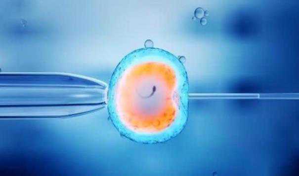 试管婴儿可以选女孩吗_做供精试管要多少钱_新鲜出炉的胚胎培养结果，稳了稳