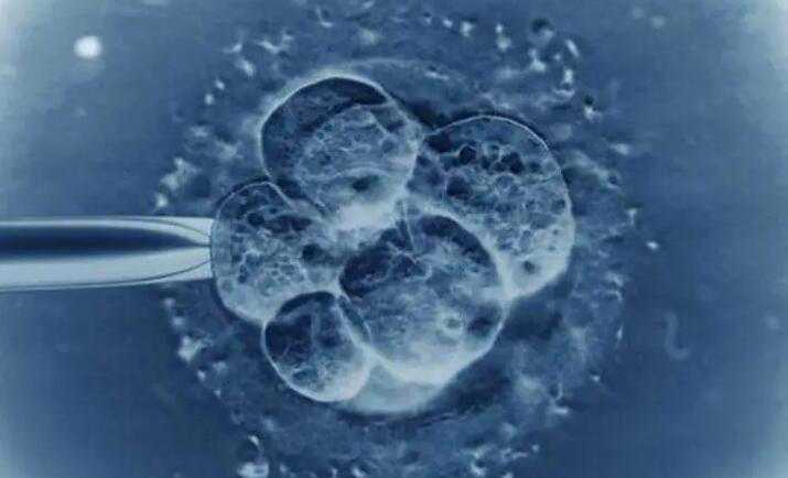 三代试管详细步骤_试管胚胎移植费用_榆林哪里可以借卵做试管婴儿？